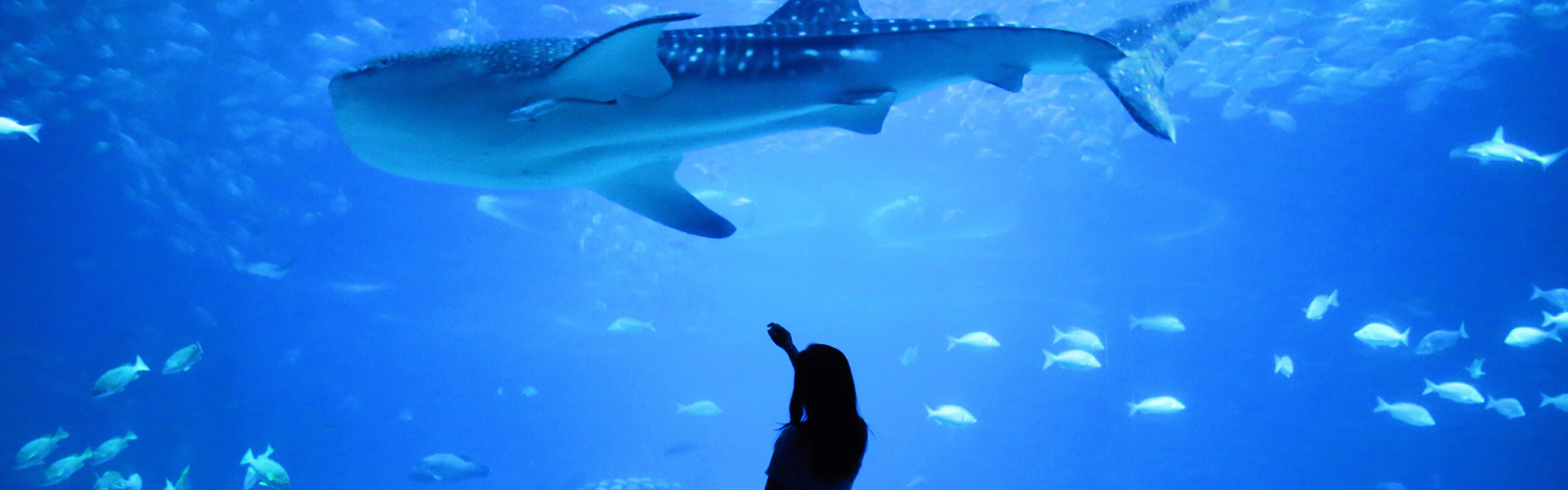 A woman standing in front of a whale in an aquarium