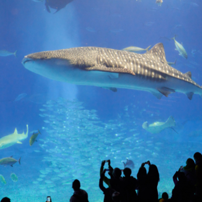 A giant shark in the aquarium