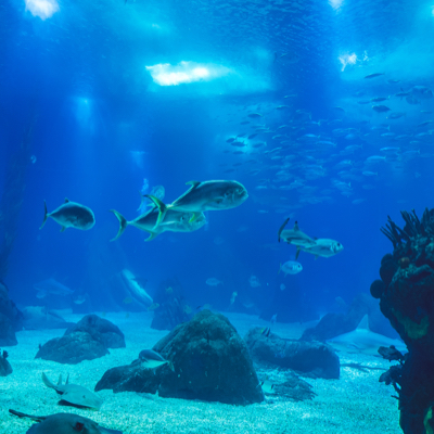 A few fishes in the aquarium swimming