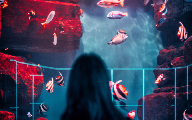 A woman looking at fishes in the aquarium