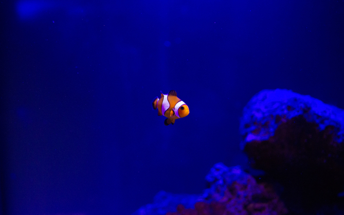 An orange fish swimming