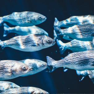 A group of fish in the ocean swimming